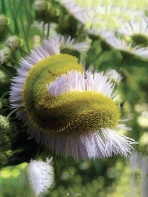 Такое редкое явление - фасциация есть.  