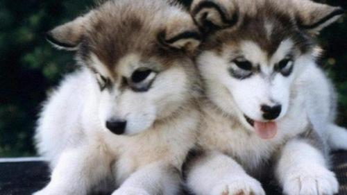 За что любить собак?