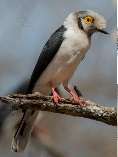 Знакомьтесь - длиннохохлый очковый сорокопут, он же белохохлый шлемоносец, он же Prionops Plumatus.  