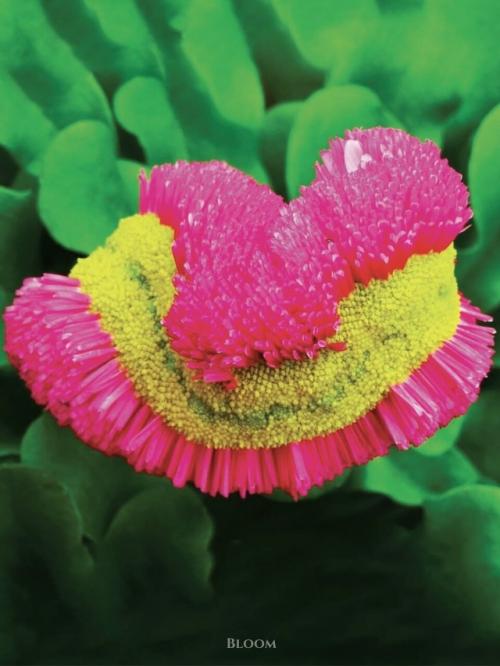 Такое редкое явление - фасциация есть. 09