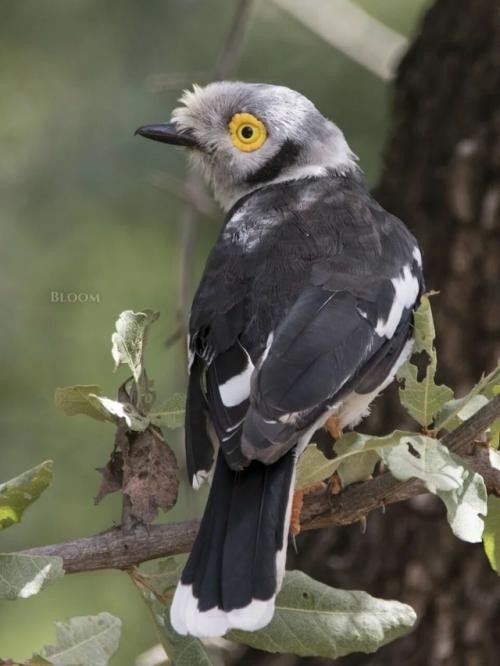 Знакомьтесь - длиннохохлый очковый сорокопут, он же белохохлый шлемоносец, он же Prionops Plumatus. 06