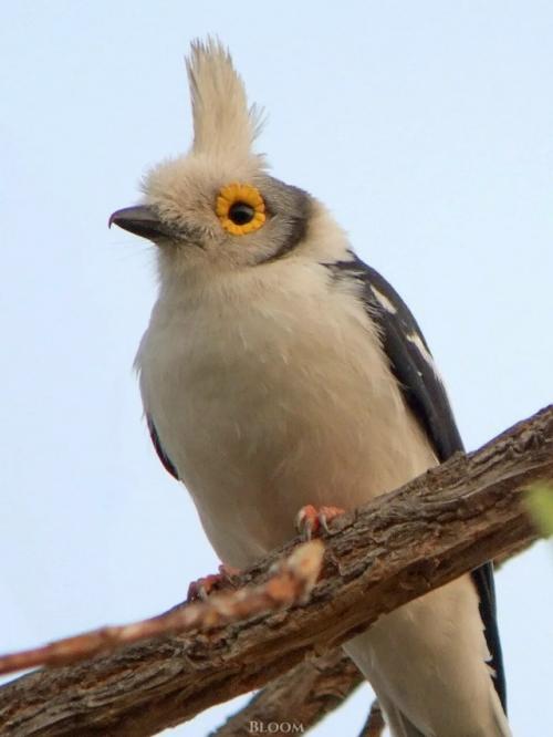 Знакомьтесь - длиннохохлый очковый сорокопут, он же белохохлый шлемоносец, он же Prionops Plumatus. 09