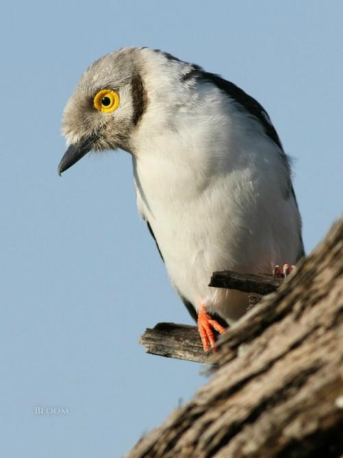 Знакомьтесь - длиннохохлый очковый сорокопут, он же белохохлый шлемоносец, он же Prionops Plumatus. 03