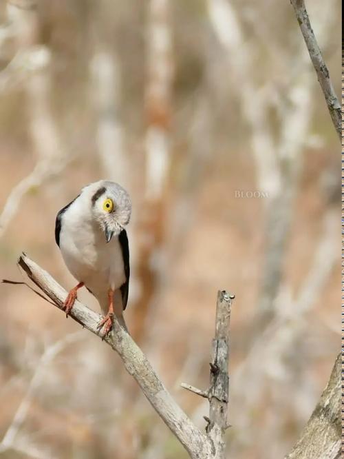 Знакомьтесь - длиннохохлый очковый сорокопут, он же белохохлый шлемоносец, он же Prionops Plumatus. 07