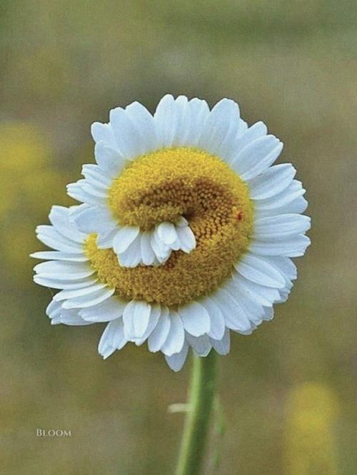 Такое редкое явление - фасциация есть. 02