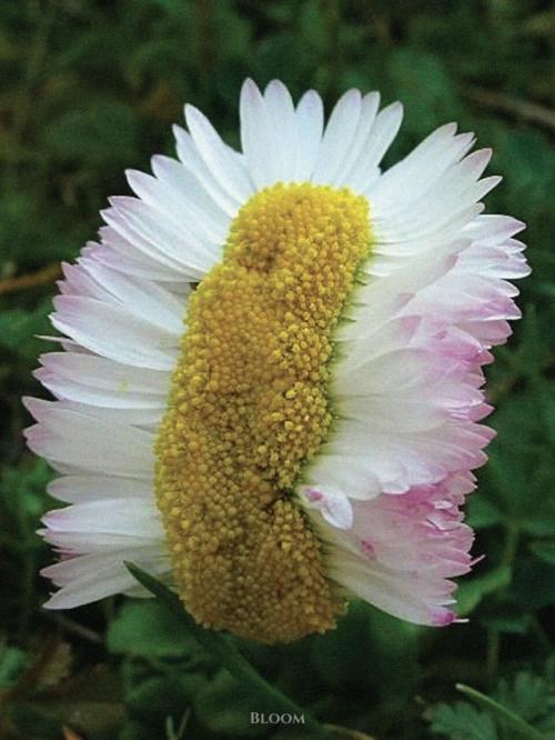 Такое редкое явление - фасциация есть. 06