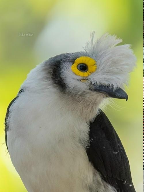 Знакомьтесь - длиннохохлый очковый сорокопут, он же белохохлый шлемоносец, он же Prionops Plumatus. 05