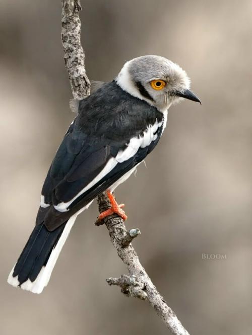 Знакомьтесь - длиннохохлый очковый сорокопут, он же белохохлый шлемоносец, он же Prionops Plumatus. 08