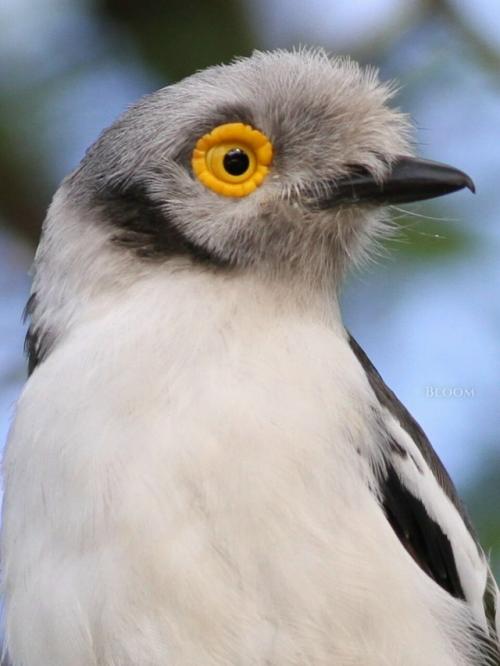 Знакомьтесь - длиннохохлый очковый сорокопут, он же белохохлый шлемоносец, он же Prionops Plumatus. 01