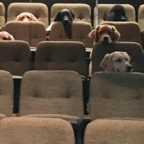 Концертный экзамен для собаки - поводыря. 02