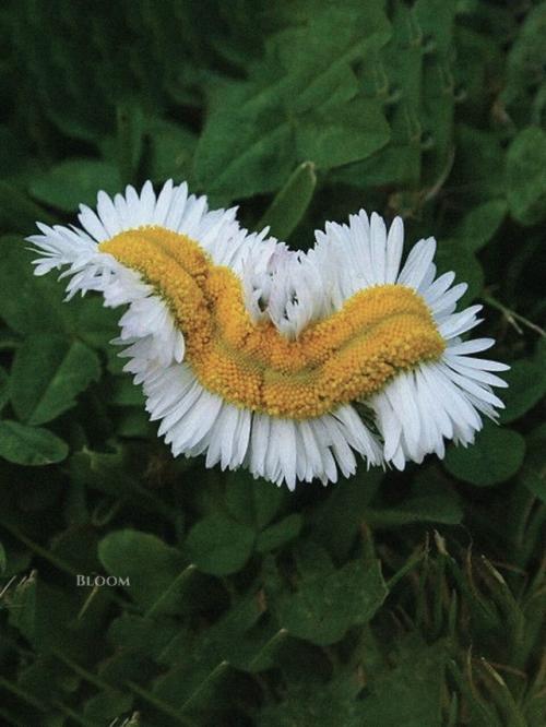 Такое редкое явление - фасциация есть. 03