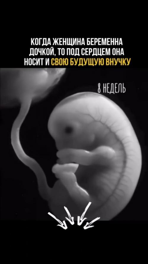 Один из самых впечатляющих фактов эмбриологии касается внутриутробного развития девочки. 01