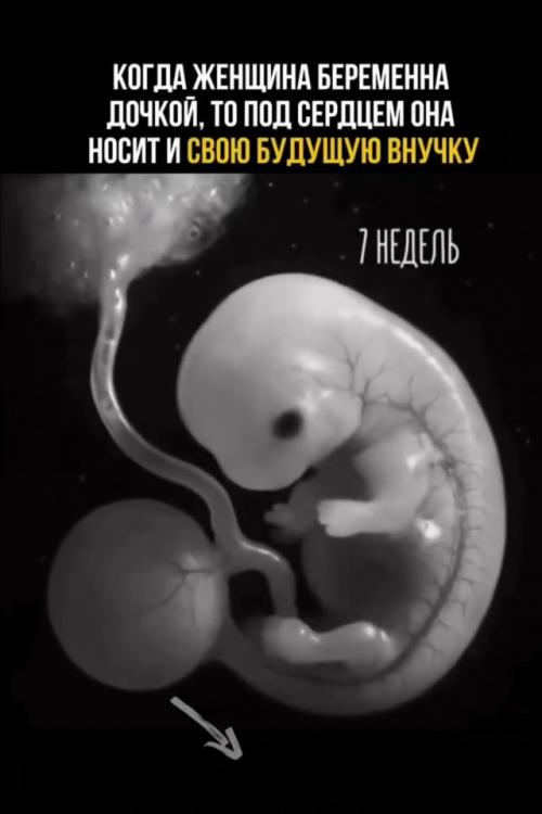 Один из самых впечатляющих фактов эмбриологии касается внутриутробного развития девочки. 

