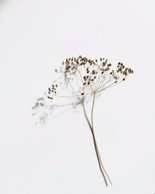 Как с помощью трав улучшить собственную жизнь.