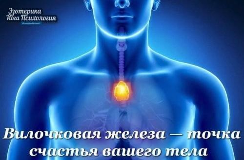 Точка счастья! Вилочковая железа, которая находится в центре груди, еще называется Точка Счастья. Точка счастья! Вилочковая железа, которая находится в центре груди, еще называется Точка Счастья.