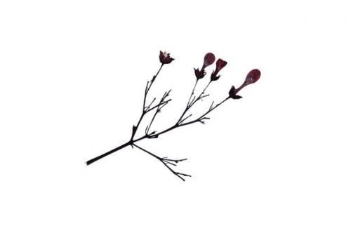 Топ - 8 цитат о здоровье от великого мистика, алхимика и врача парацельса.