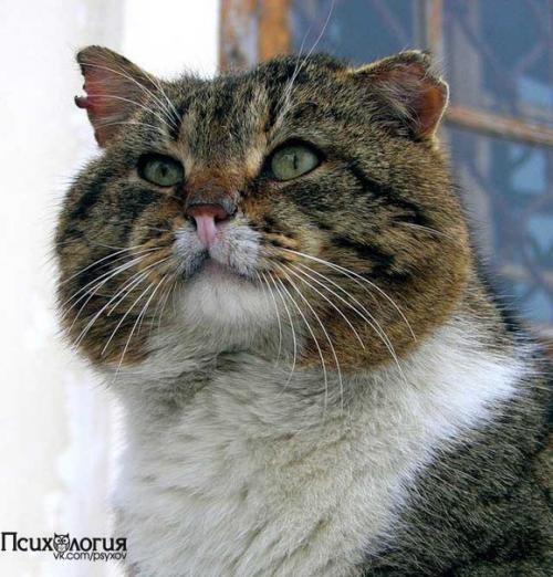 Путь воина.

Угораздило прочесть на работе.  