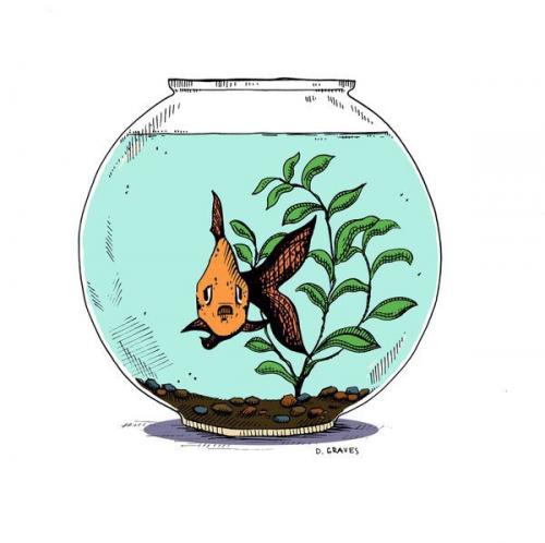 В большой аквариум поместили щуку.