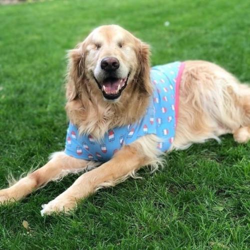 История дружбы этих двух золотистых ретриверов облетела интернет и растрогала тысячи людей по всему миру. 01