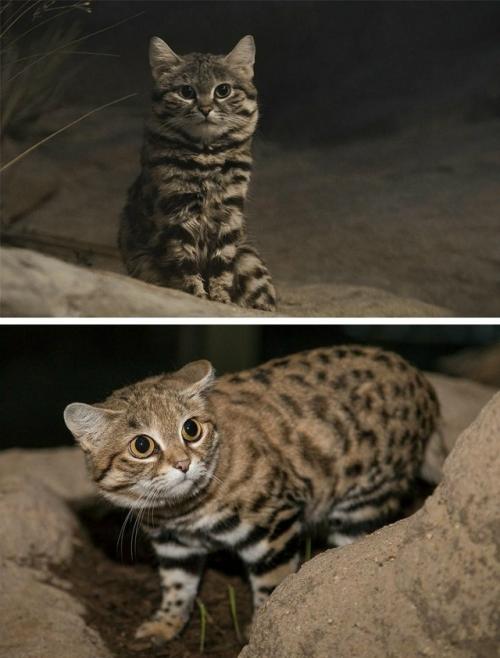 Эту милашку легко спутать с домашней кошкой, но муравьиный тигр - это вам не милый котик, а 2 кг чистой ярости. 
