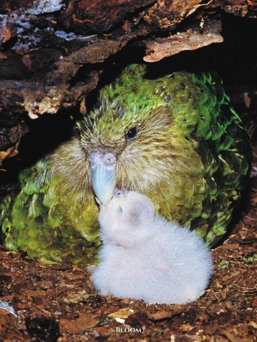 У какапо есть одна хитрая, почти сказочная особенность - они пахнут. 07