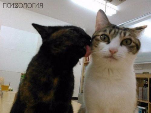 Японская фирма разрешила сотрудникам приносить на работу своих кошек? 06