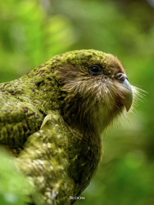 У какапо есть одна хитрая, почти сказочная особенность - они пахнут. 
