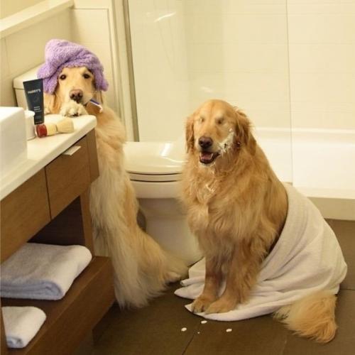 История дружбы этих двух золотистых ретриверов облетела интернет и растрогала тысячи людей по всему миру. 02