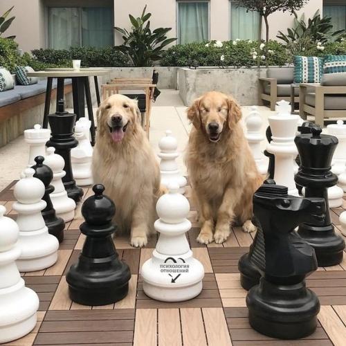 История дружбы этих двух золотистых ретриверов облетела интернет и растрогала тысячи людей по всему миру.