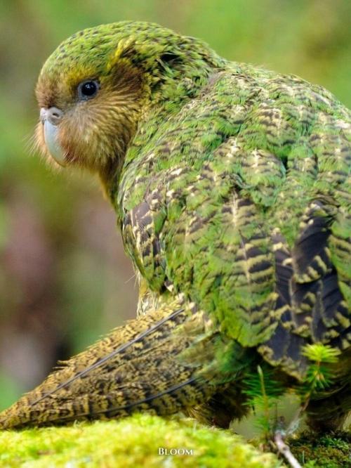 У какапо есть одна хитрая, почти сказочная особенность - они пахнут. 01