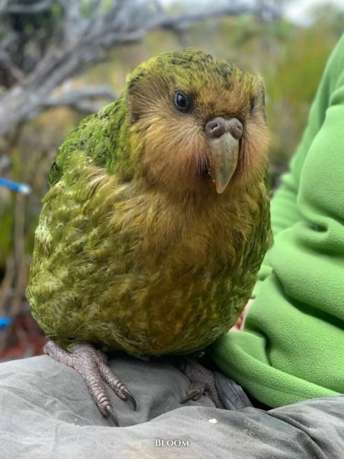 У какапо есть одна хитрая, почти сказочная особенность - они пахнут. 04