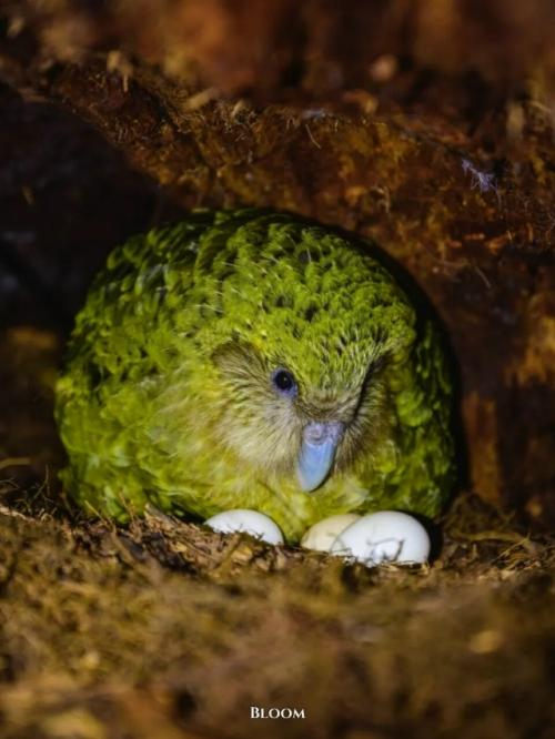 У какапо есть одна хитрая, почти сказочная особенность - они пахнут. 02