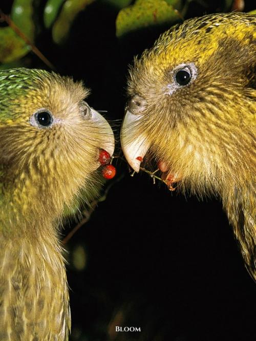 У какапо есть одна хитрая, почти сказочная особенность - они пахнут. 08