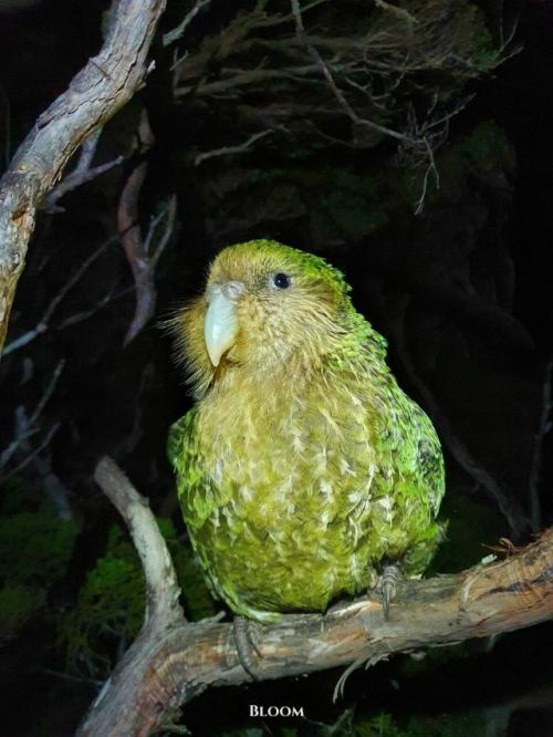 У какапо есть одна хитрая, почти сказочная особенность - они пахнут. 05