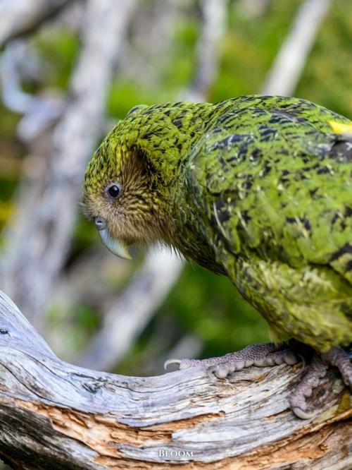 У какапо есть одна хитрая, почти сказочная особенность - они пахнут. 06