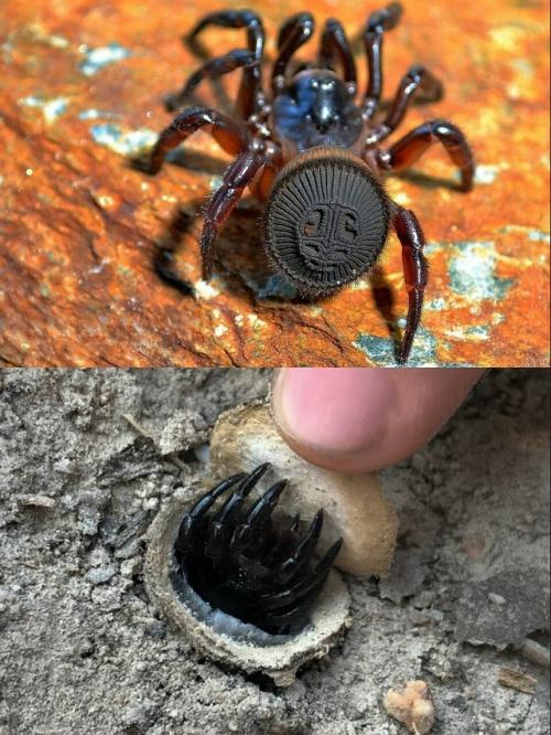 Зачем самый древний паук на планете на себе 