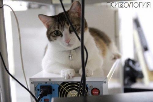 Японская фирма разрешила сотрудникам приносить на работу своих кошек? 02