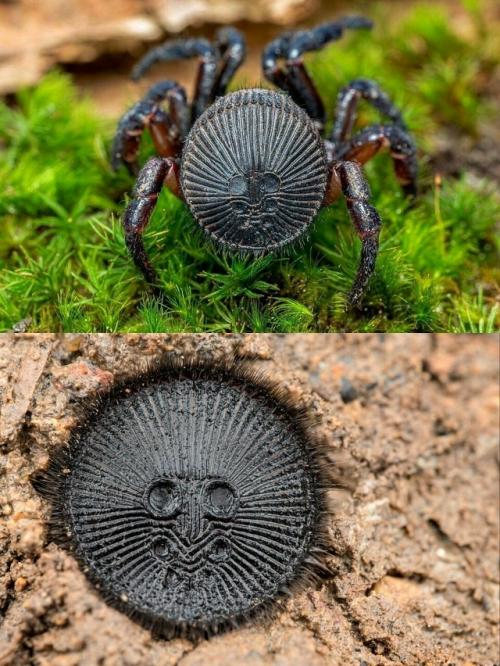 Зачем самый древний паук на планете на себе Печать носит? 01