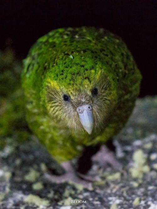 У какапо есть одна хитрая, почти сказочная особенность - они пахнут. 03