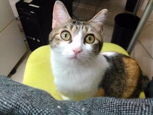 Японская фирма разрешила сотрудникам приносить на работу своих кошек? 03