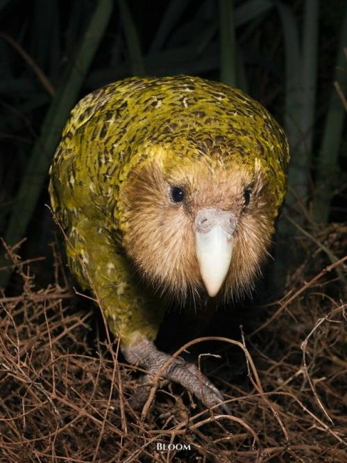 У какапо есть одна хитрая, почти сказочная особенность - они пахнут. 09