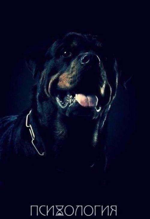 Ты никогда не убедишь собаку, что ты не тот, за кого себя выдаешь. 01