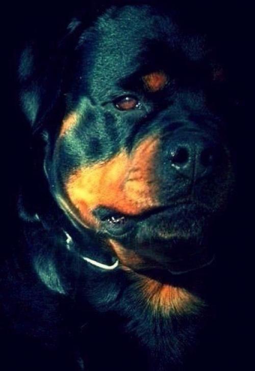 Ты никогда не убедишь собаку, что ты не тот, за кого себя выдаешь. 05