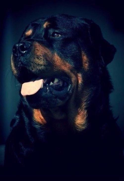 Ты никогда не убедишь собаку, что ты не тот, за кого себя выдаешь. 03