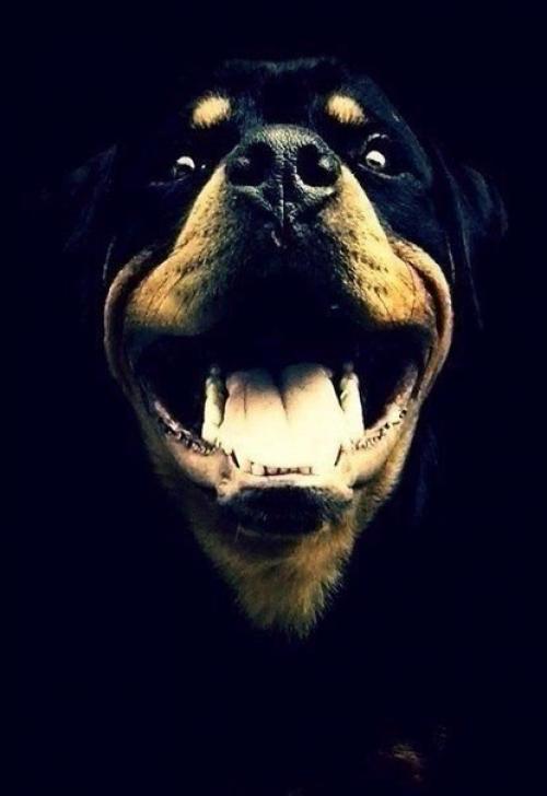 Ты никогда не убедишь собаку, что ты не тот, за кого себя выдаешь.