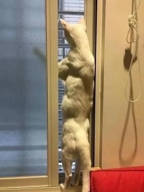 Столь мускулистые, похожие на бодибилдеров коты появляются из-за аномалии в гене миостатина. 01