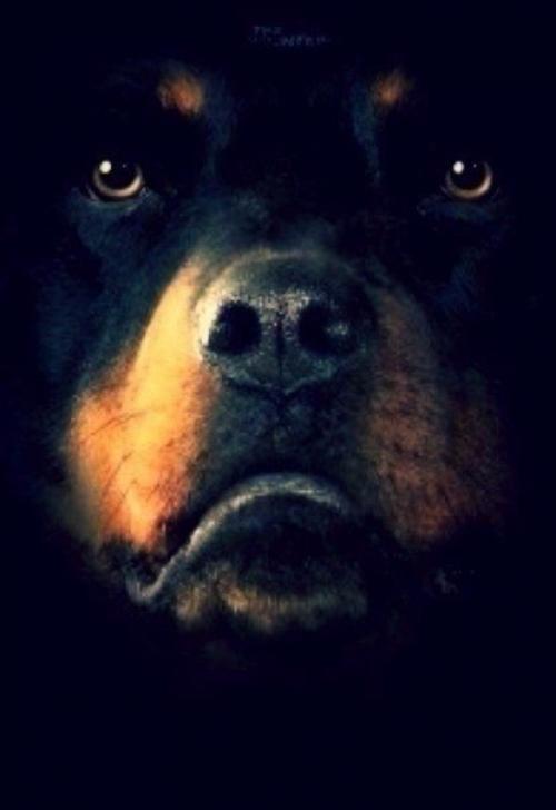 Ты никогда не убедишь собаку, что ты не тот, за кого себя выдаешь. 02