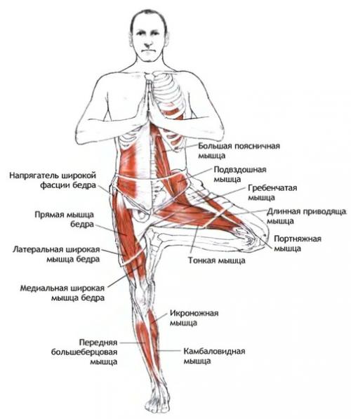5 преимуществ позы дерева. 02