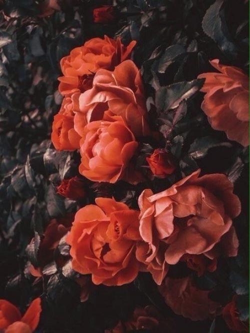 - Вы красивые, но пустые, - продолжал маленький принц.