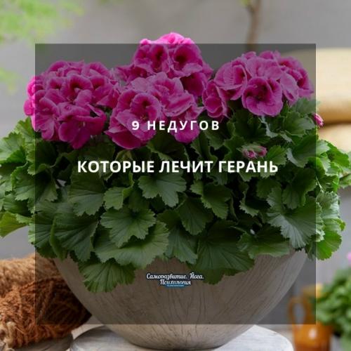 9 недугов, которые лечит герань.
